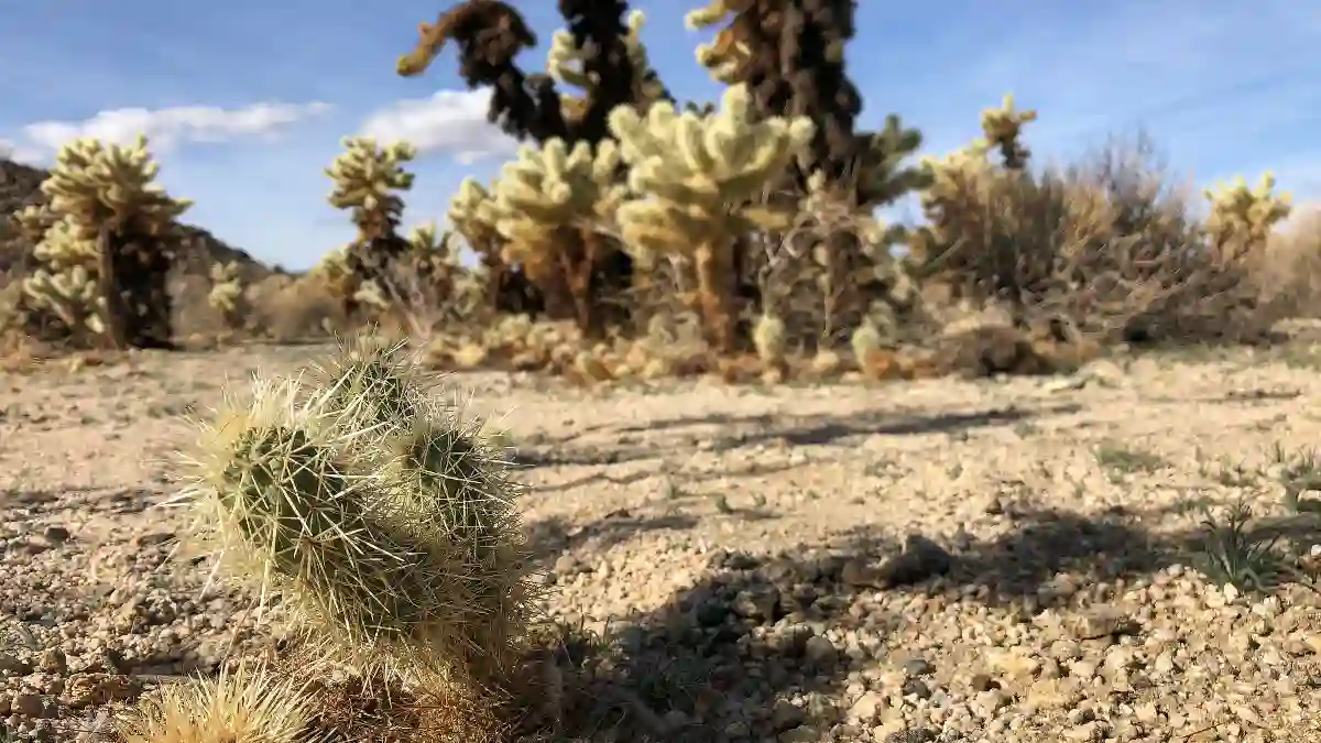 Cactus Water - The Desert Death Trap