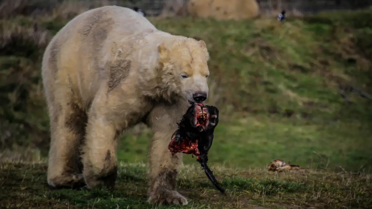 How a "Food-Conditioned" Bear Ends Up Dead