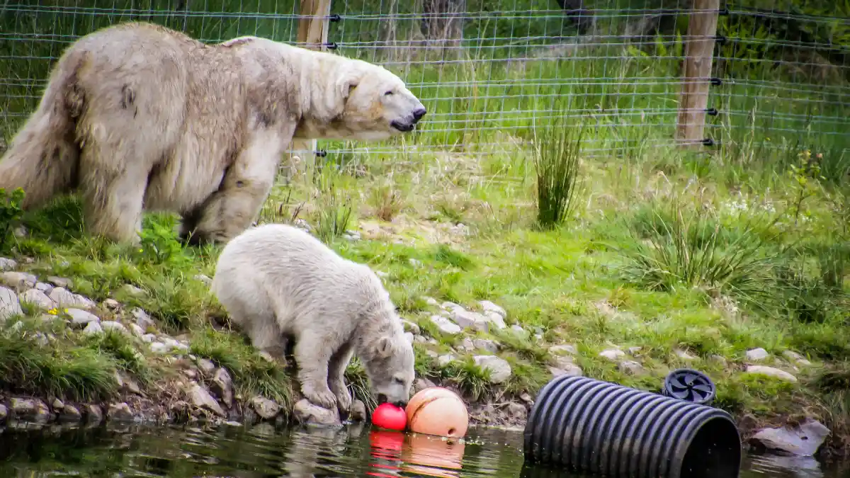 How a Stanford Lab Found Nature's Radiators by Studying Bears