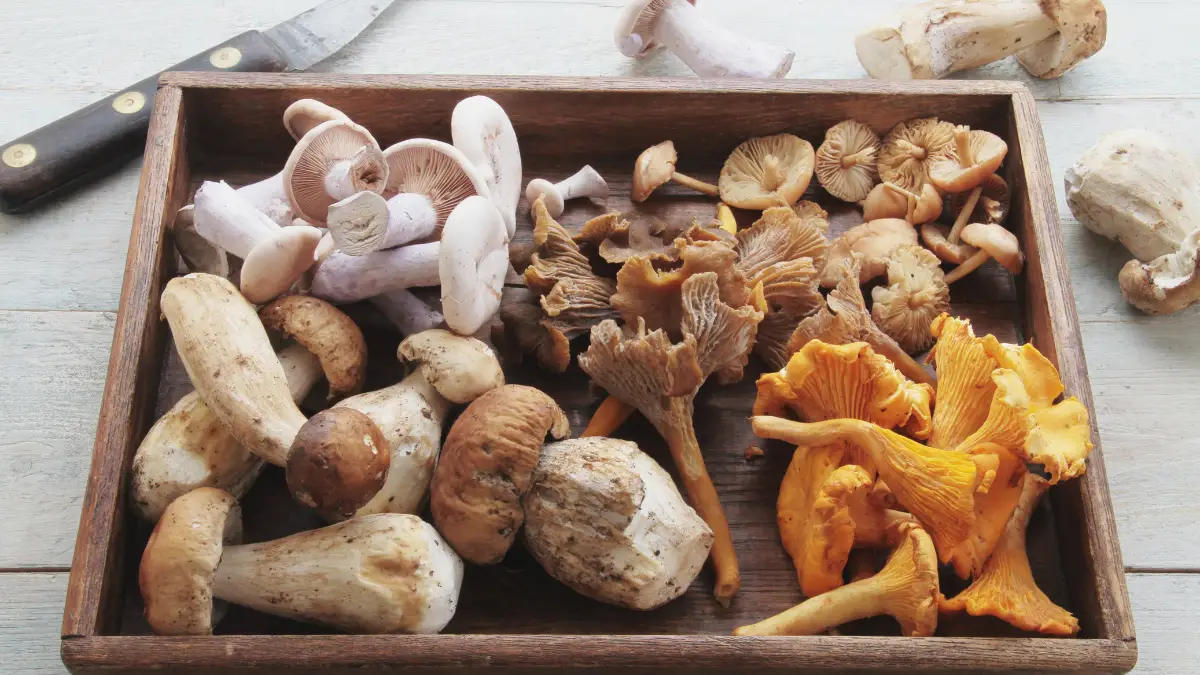 Your Longevity Toolkit: Putting Mushrooms on the Menu