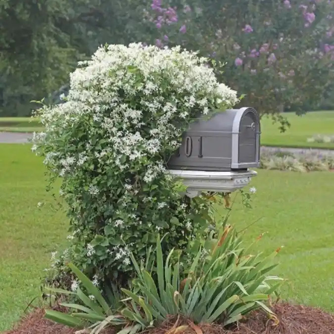 Lush Vertical Garden Mailbox