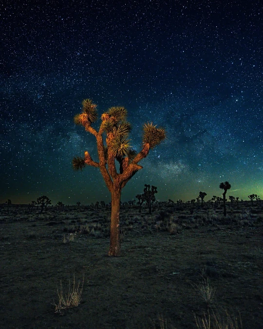 Joshua Tree South BLM