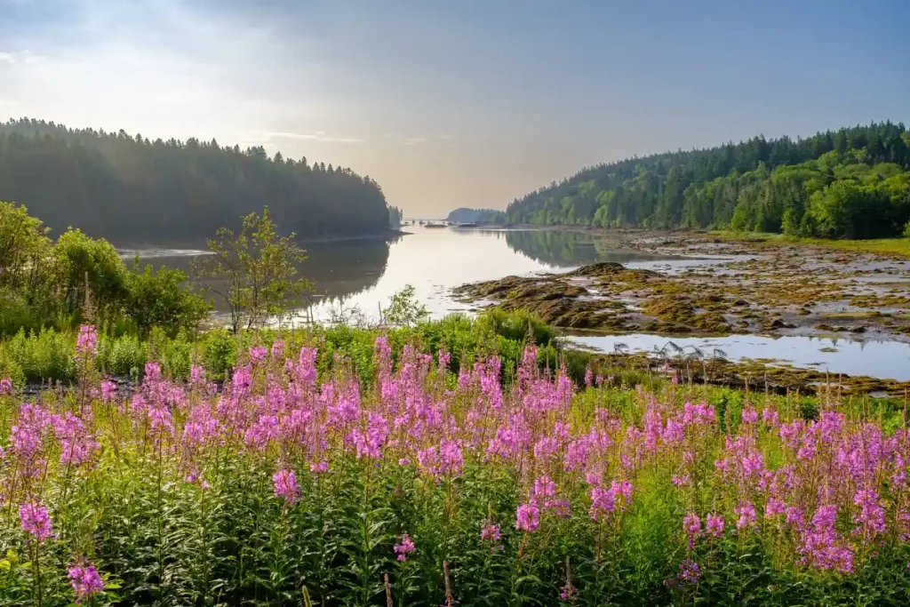 Cutler Coast 
