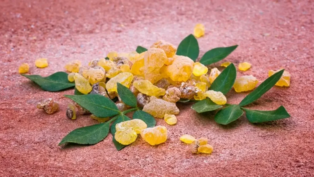 Boswellia Serrata
