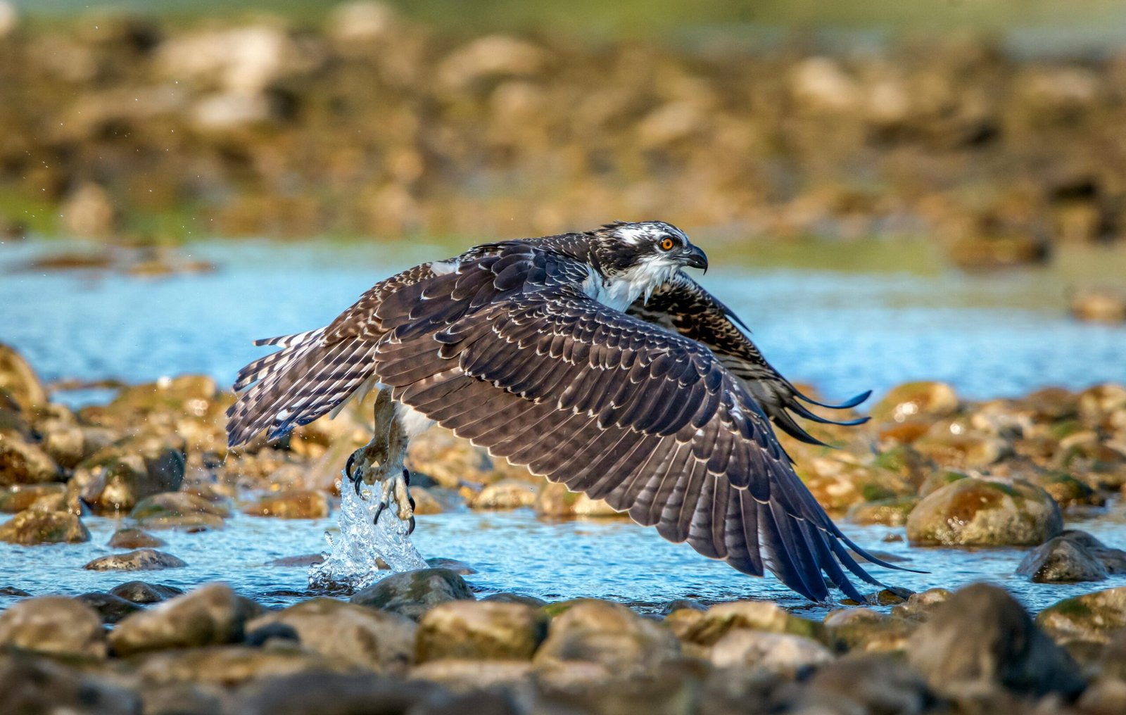 Responses to The Eagle Has Landed