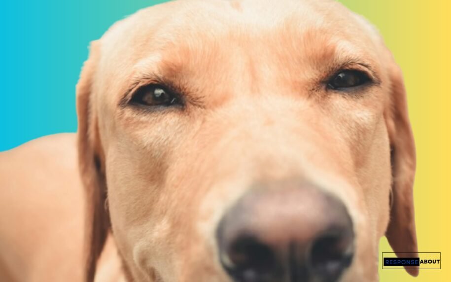 Funny Sayings to Get Your Pup's Tail Wagging Non-Stop