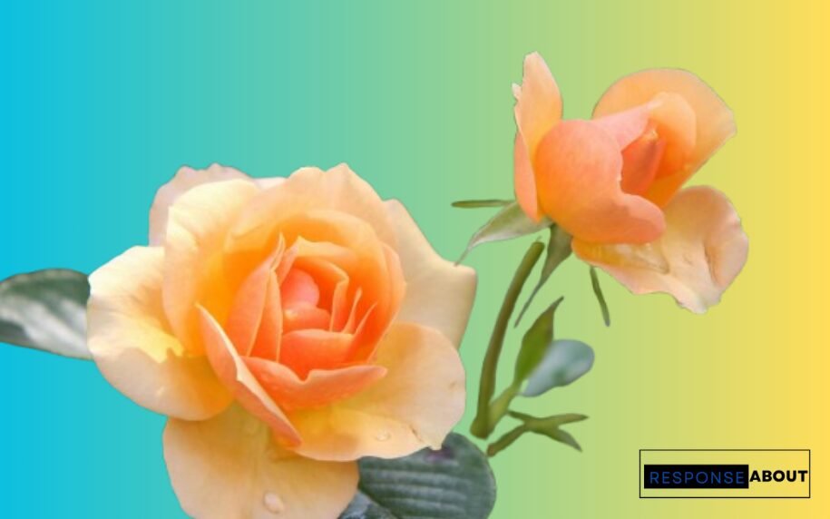 Thank You Notes for Flowers
